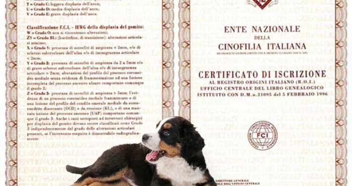 Pedigree ENCI: tutto quello che devi sapere